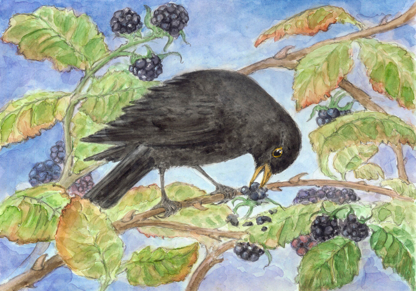 Amsel