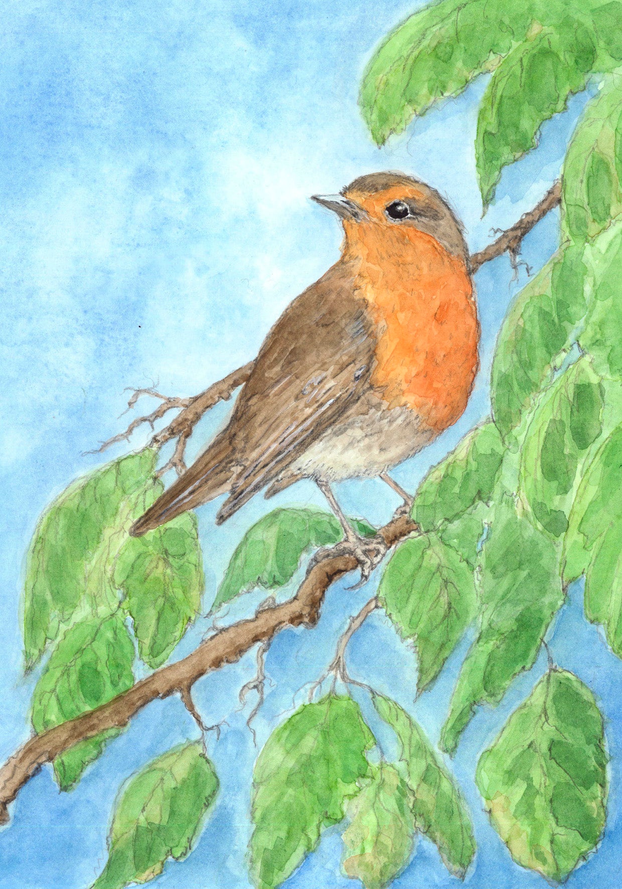 Robin