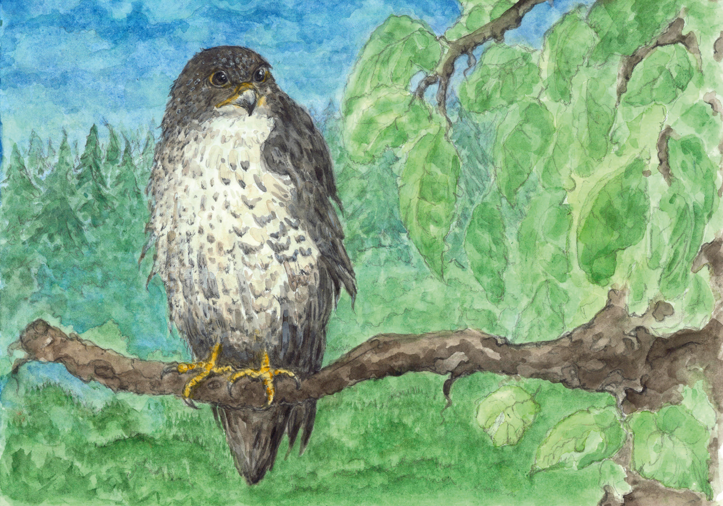 Peregrine falcon 