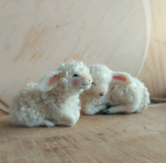 Lamm/Schaf